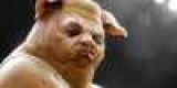  ,  -    